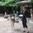 Rajski ogród - Wildpark Rosengarten