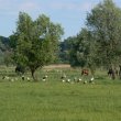 Zadrzewienia dają cień