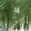 Lipowa aleja w Lemierzycach