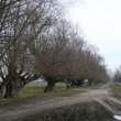 Coraz starsze wierzby przy I zjeździe