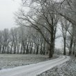 Aleja topolowa na początku betonki